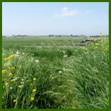 Dijkgras / grasdijk